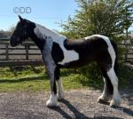 Sophie, 16hh Friesian x Mare