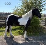 Sophie, 16hh Friesian x Mare