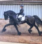 Sophie, 16hh Friesian x Mare