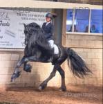 Sophie, 16hh Friesian x Mare