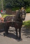 10.2hh Ride and Drive Mare