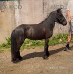 10.2hh Ride and Drive Mare