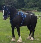 14.1hh Gelding 