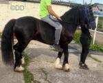 14.1hh Gelding 