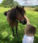 Pepper, Shetland Mare