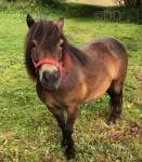 Pepper, Shetland Mare