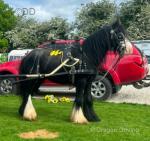13hh Ride and Drive Gelding 