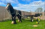 13hh Ride and Drive Gelding 