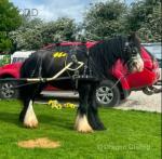 13hh Ride and Drive Gelding 