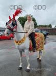 15.1hh Gelding