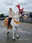 15.1hh Gelding