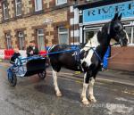 Frankie, 15.2hh Driving Gelding 