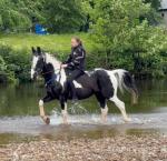 Frankie, 15.2hh Driving Gelding 