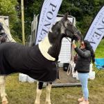 Frankie, 15.2hh Driving Gelding 