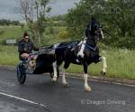 Frankie, 15.2hh Driving Gelding 