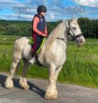 14.3hh Ride and Drive Gelding