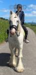 14.3hh Ride and Drive Gelding
