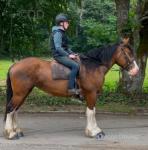 Rose, 15.3hh Riding Mare