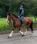 Rose, 15.3hh Riding Mare