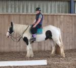 14hh Riding Mare