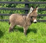 Donkey Foals