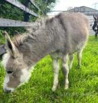 Donkey Foals