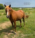 13.1hh Welsh Section B Mare