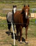 13.1hh Welsh Section B Mare
