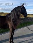 15.1hh Andalusian Riding Stallion
