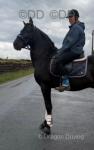 15.1hh Andalusian Riding Stallion