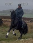 15.1hh Andalusian Riding Stallion
