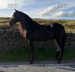 15.1hh Andalusian Riding Stallion