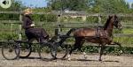 12.2hh Hackney Driving Stallion