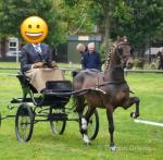 12.2hh Hackney Driving Stallion