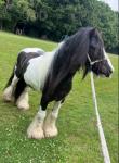Shadrack, 12.3hh Driving Gedling 
