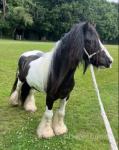 Shadrack, 12.3hh Driving Gedling 