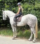 Archie, 17hh Irish Draught Riding Gelding 