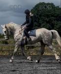 Archie, 17hh Irish Draught Riding Gelding 