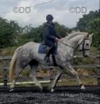 Archie, 17hh Irish Draught Riding Gelding 