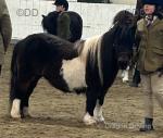 Shetland Mare