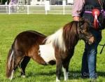 Shetland Mare