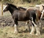 Colt