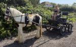 Ride and Drive Gelding 