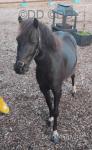 Dartmoor Gelding 