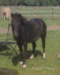 Dartmoor Gelding 