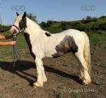 Buttons, 12.2hh Ride and Drive Gelding 