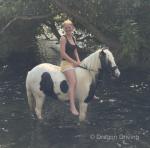 Buttons, 12.2hh Ride and Drive Gelding 