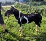 Minnie Mouse, Driving Filly