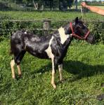 Minnie Mouse, Driving Filly