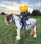 Romany Red Velvet, 13hh Mare